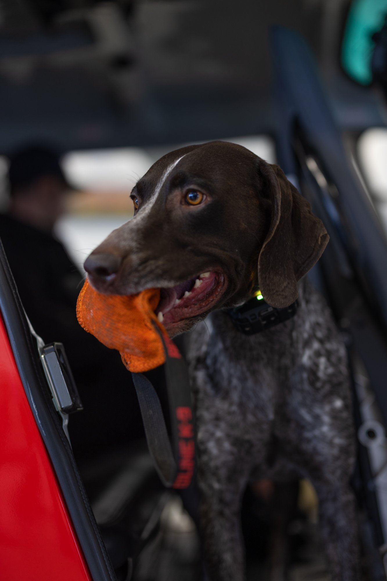 Working dog inside helicopter — acclimatization training