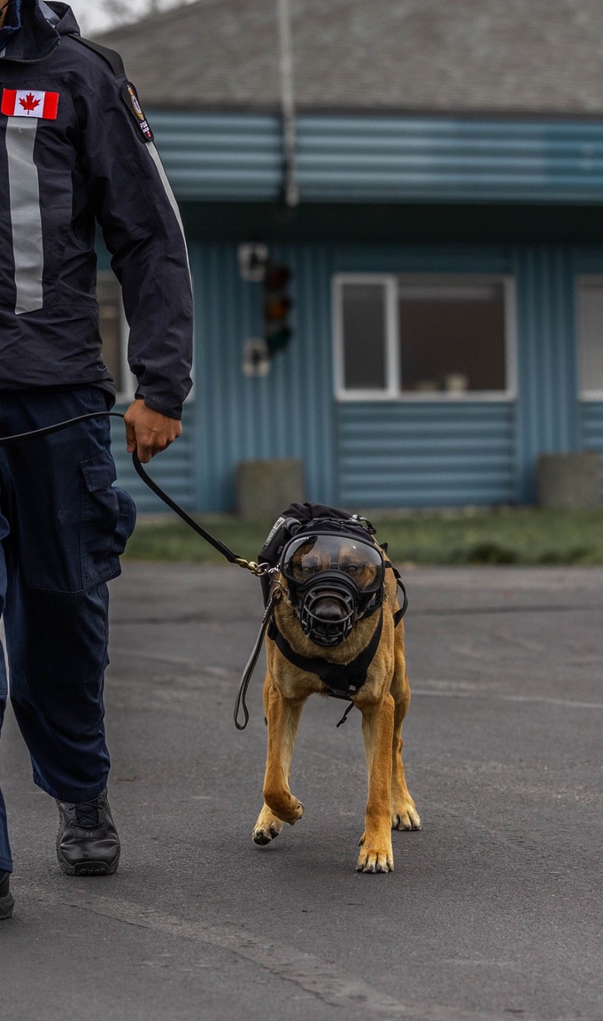 K9 handler and dog in operational gear