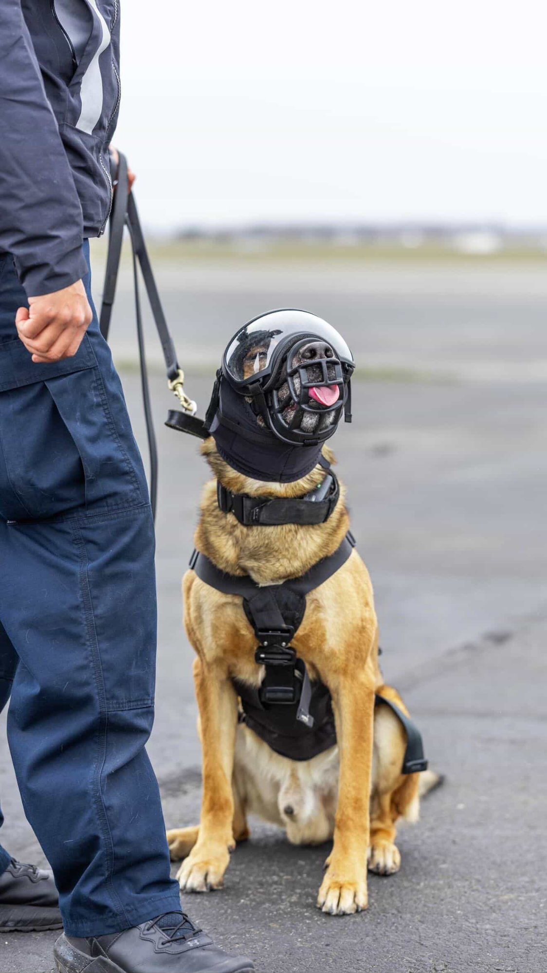 K9 in full gear on the ramp