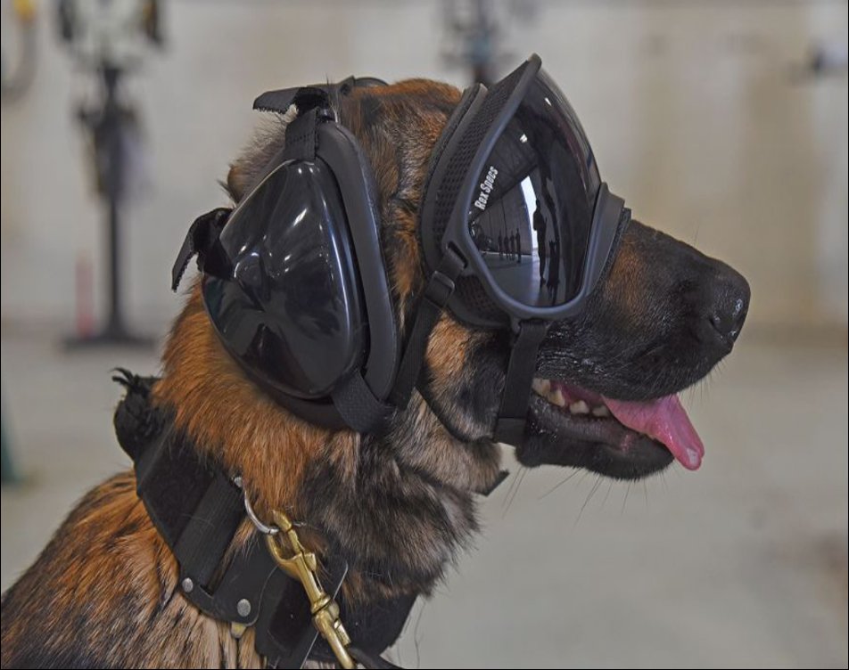 K9 with goggles and ear protection