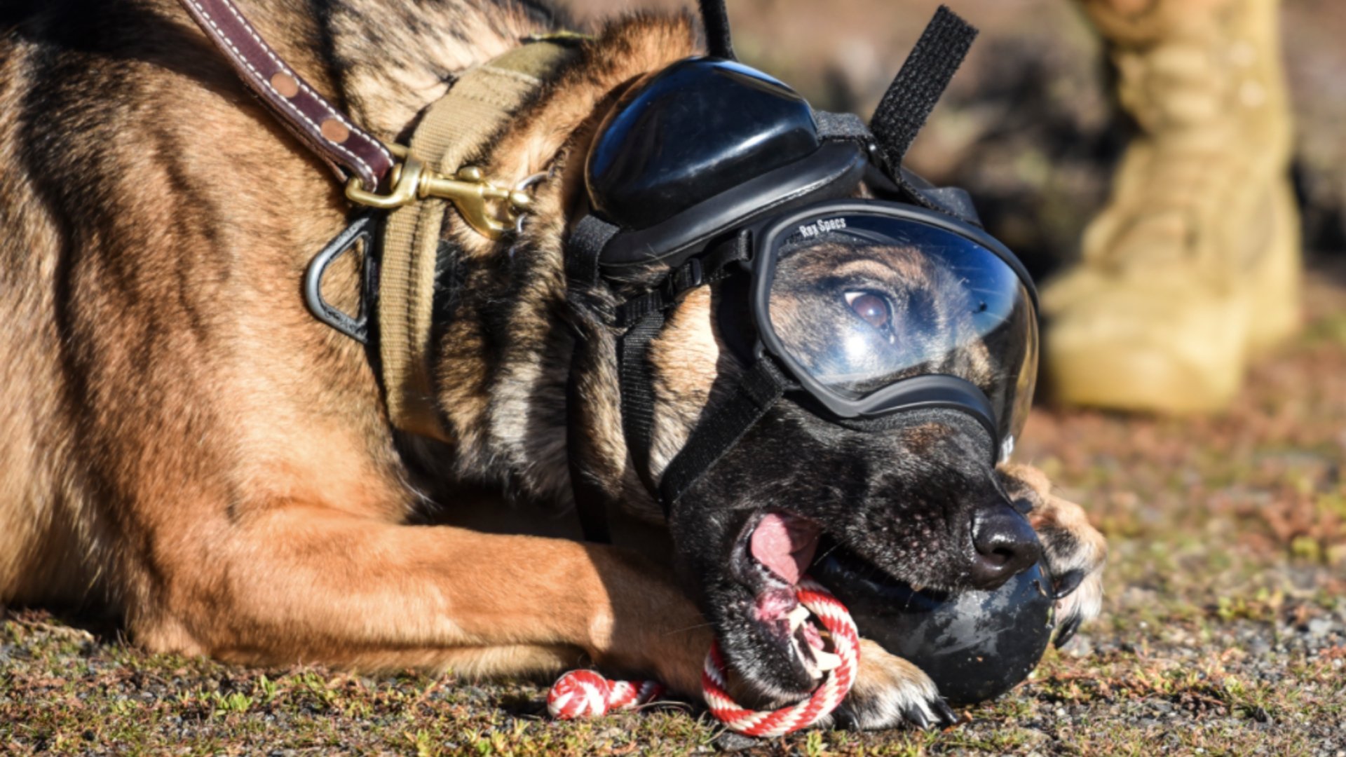 K9 relaxed with goggles